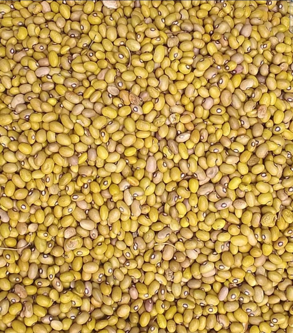 Haricots/ Maalaki