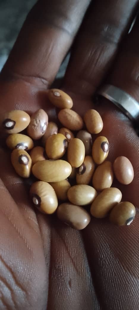 Haricots/ Maalaki