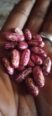 Haricots/ Maalaki
