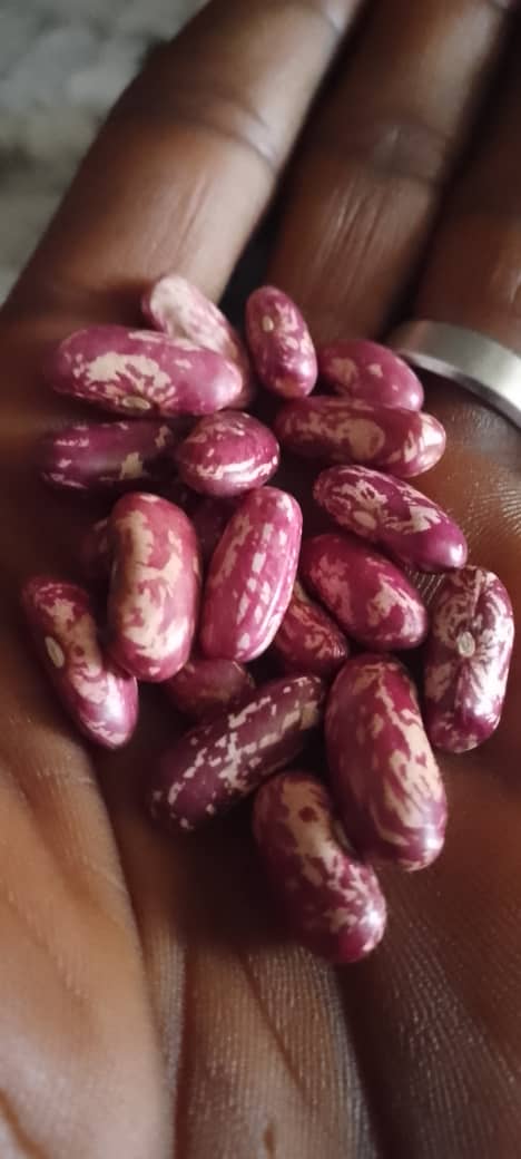 Haricots/ Maalaki